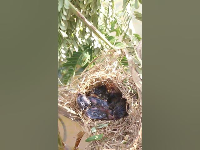 Video thumbnail for Babies Bird Cries Feed Eat (EP-92)  #birds #nature #birdfeeding #birdwatching