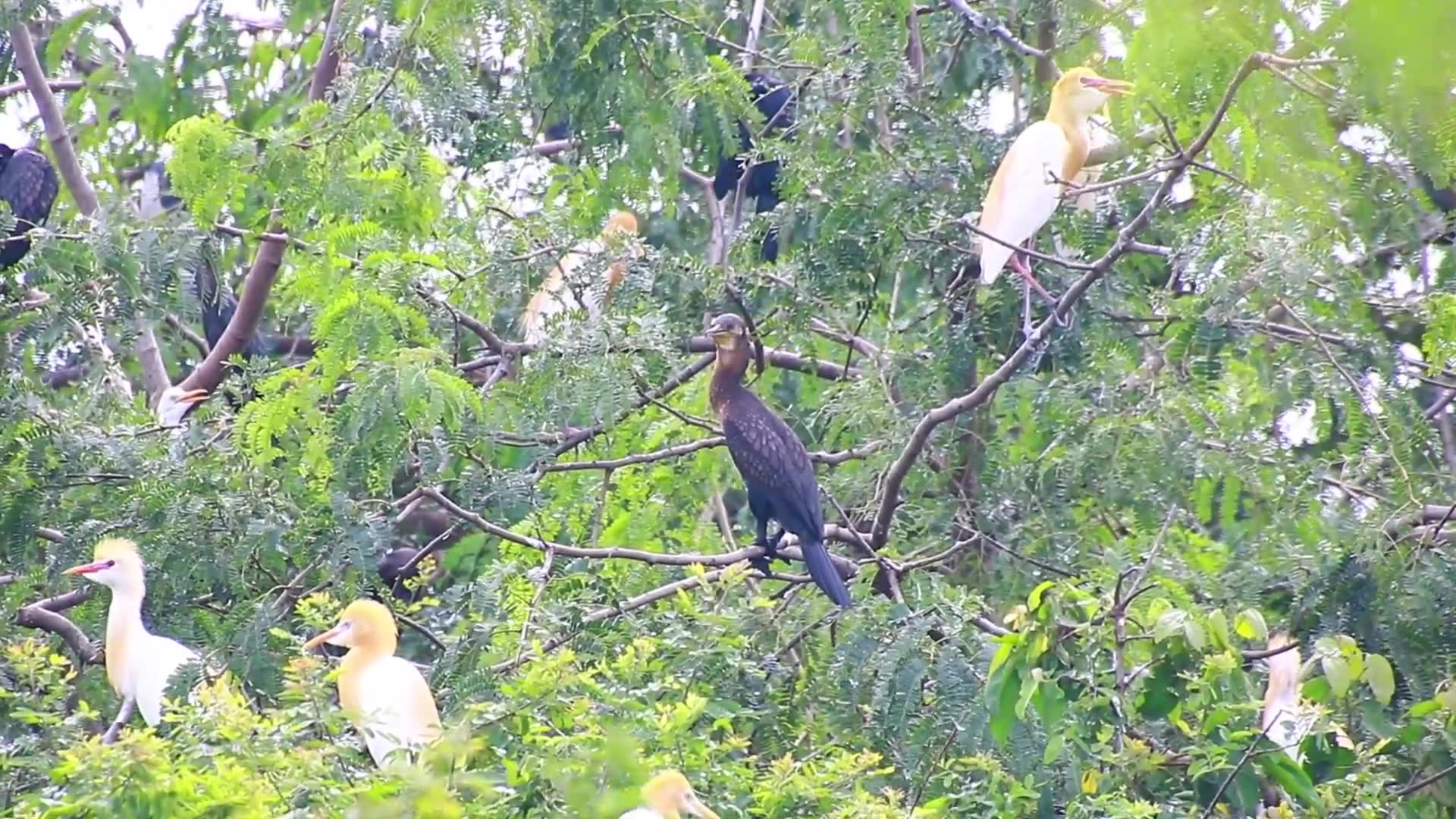 'Video thumbnail for Amazing of lake - The nest bird for live here & made nest for new baby here'