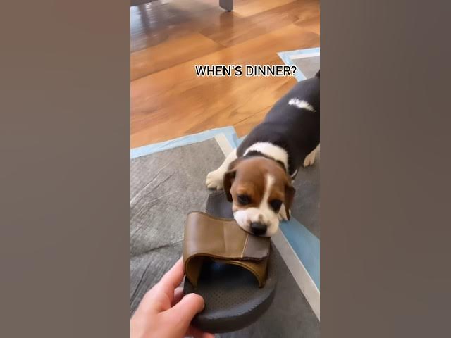 Video thumbnail for #dog #puppy #beaglepuppy #beagledog #funny #funnydog #puppylife #beaglefun #doglover #dogvideos