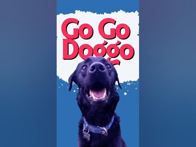 'Video thumbnail for Go Go Doggo #dogadventures #dogtravel #lakedogs #dogplaying #doggo #dogvideos #dogshorts'