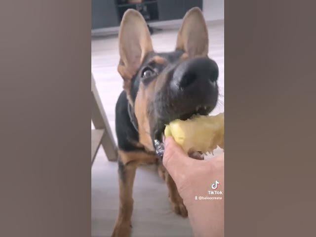 'Video thumbnail for #happydog #gsd #dog #happy #germanshepherd'
