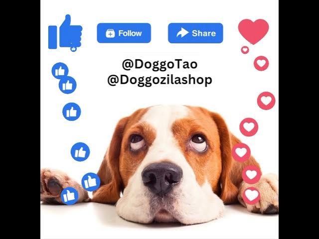 'Video thumbnail for Adoption Story! 🐕'
