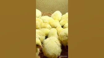 Video thumbnail for Adorable chickens😍😘🥰#shorts