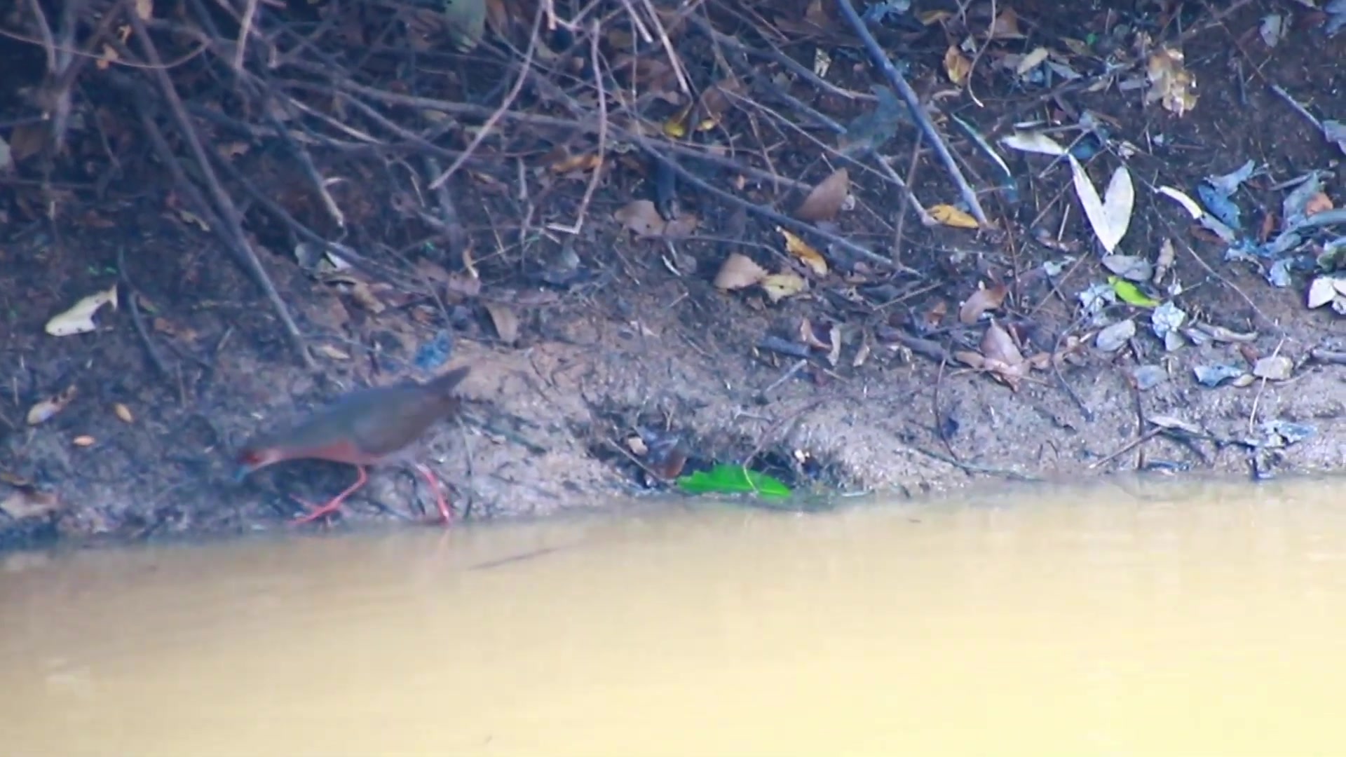 'Video thumbnail for Amazing of lake - Nest bird & Cute of wild bird catch food & made nest for birds'