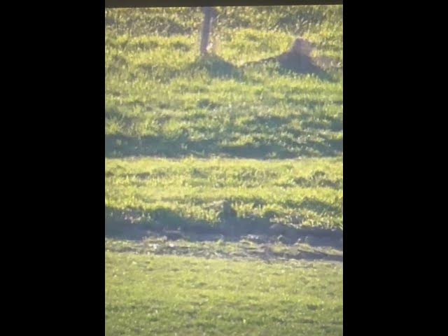 Video thumbnail for Woodchucking Miss at 660 with a .223 not too bad for that