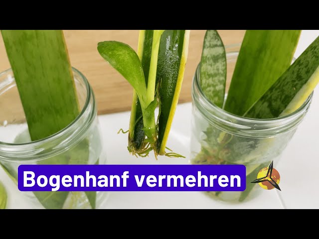 'Video thumbnail for Bogenhanf vermehren in Wasser: Ableger und Stecklinge'