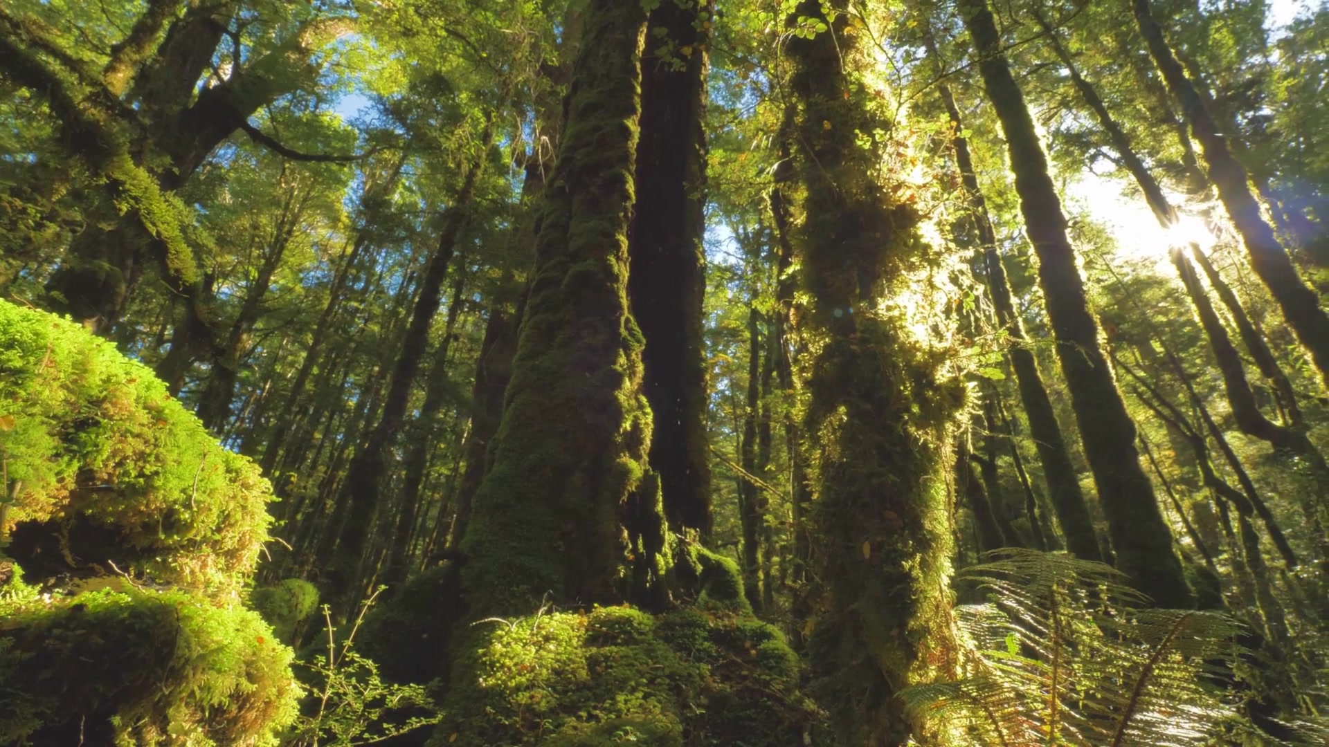 Video thumbnail for A Major Overview: Botany