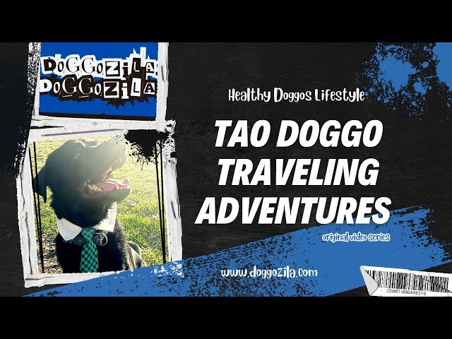 'Video thumbnail for Tao Doggo Traveling Adventures'