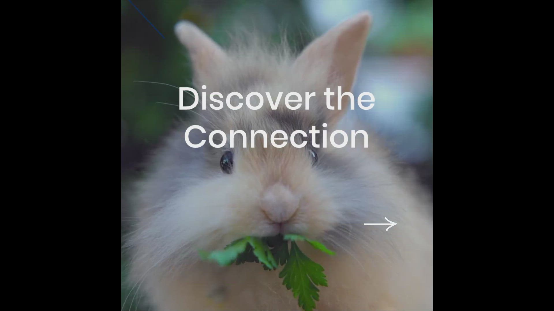 'Video thumbnail for Maintaining a Healthy Lifestyle with Animal Welfare'