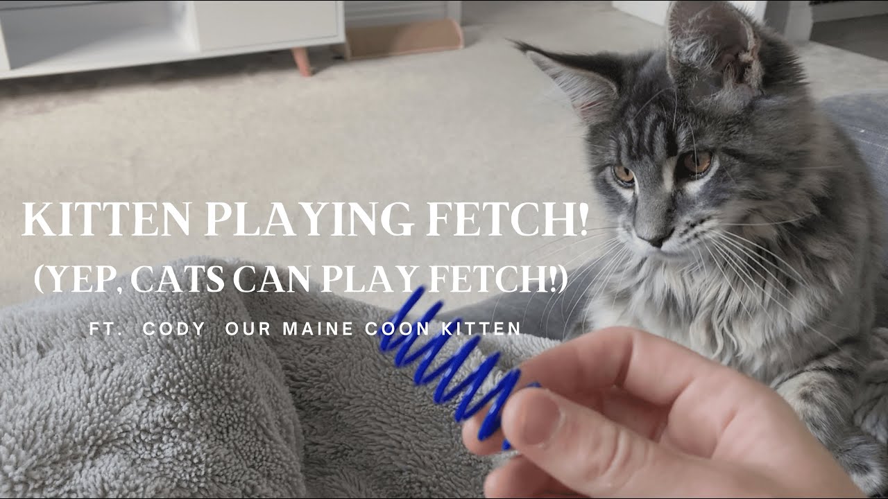 Kitten digging in outlet litter