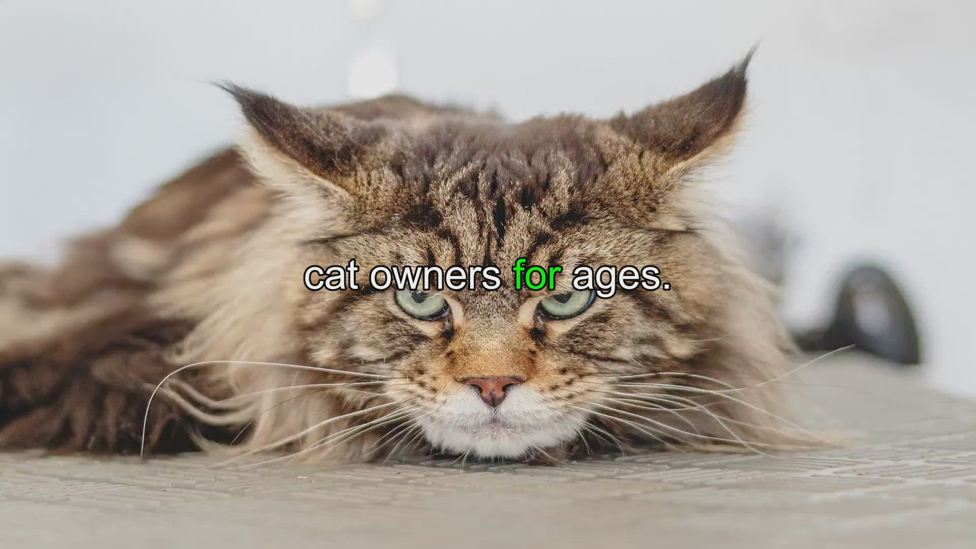 What Does It Mean When Dogs Touch Noses