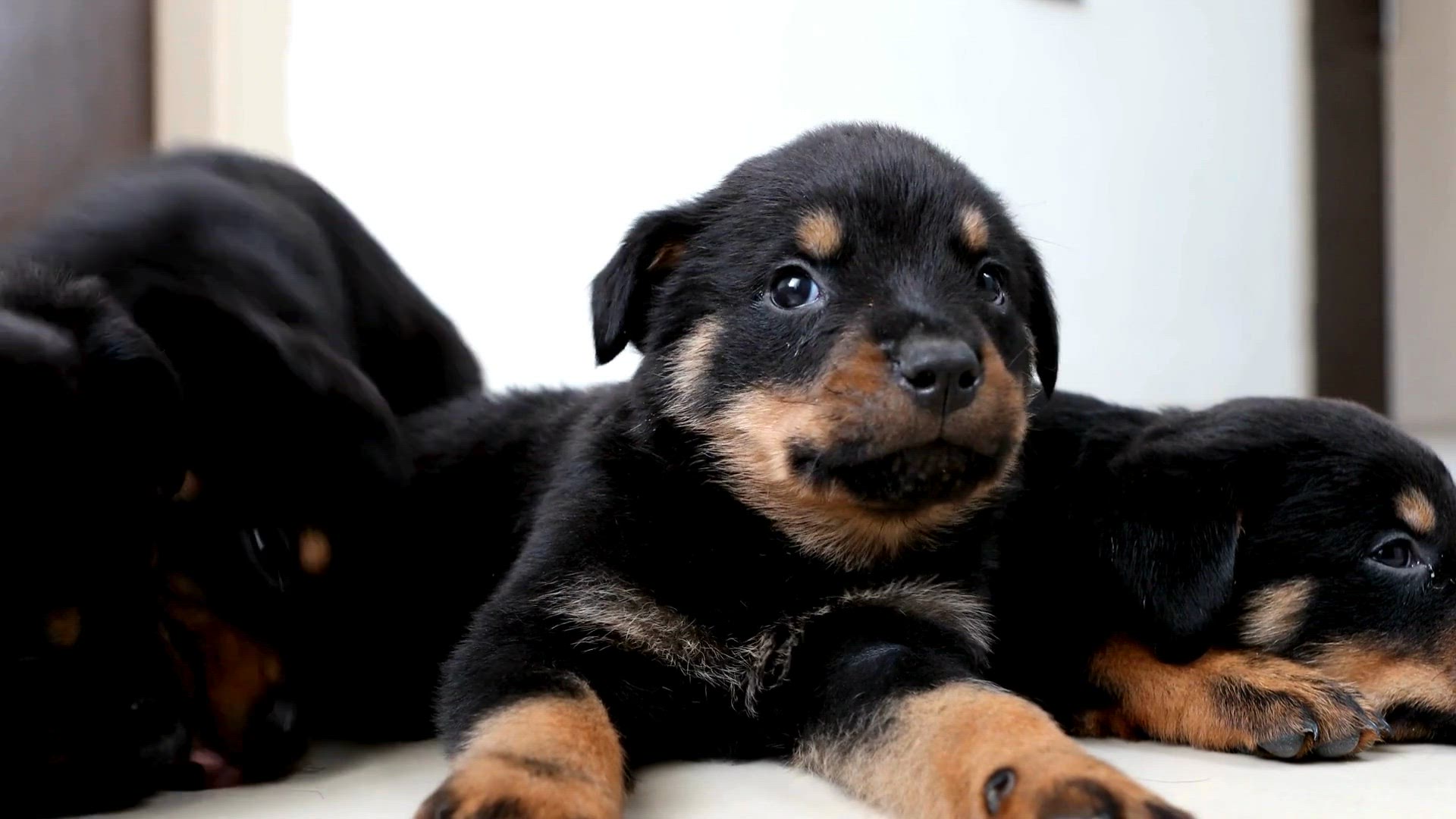 Video thumbnail for 1