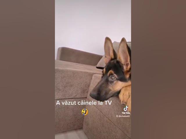 'Video thumbnail for #dog #gsdpuppy #gsd #germanshepherd #happydog #happy'