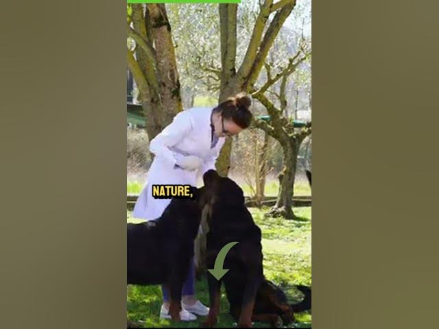 'Video thumbnail for German Shepherd Vs Rottweiler 3'
