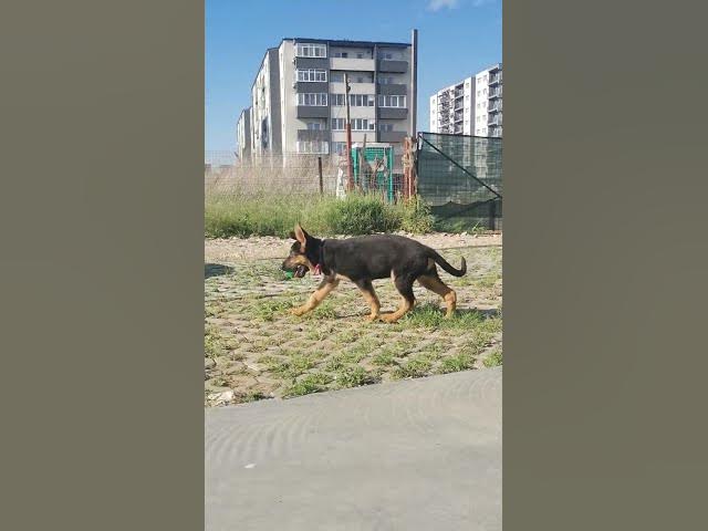 'Video thumbnail for A rare German Shepherd'