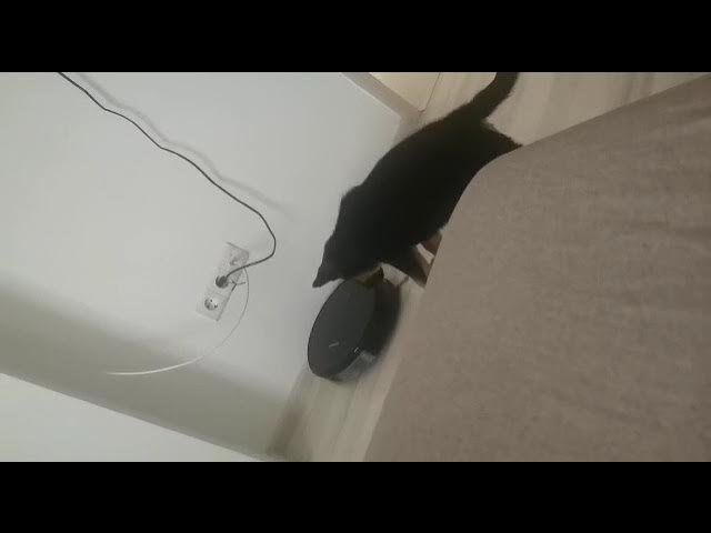 'Video thumbnail for dog vs robot pt 2 #dog #gsdpuppy #gsd #germanshepherd #happydog #happy'
