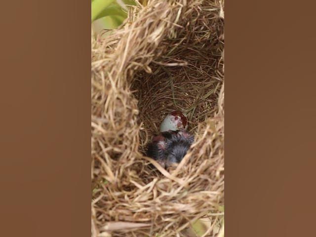 'Video thumbnail for Babies Bird Cyies Signle AP#003 #nestegg #egglaying #satisfying #nestling  #birds #baby  #nature'