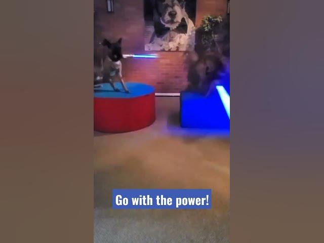 'Video thumbnail for Star Wars Dogs! 🐕#dogfight #dogfights #starwars #dogsofyoutube #dogadventures #lightsaber'