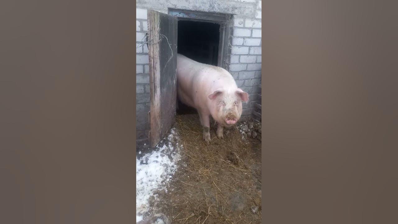 Video thumbnail for Why are pigs the cleanest animals? #shorts