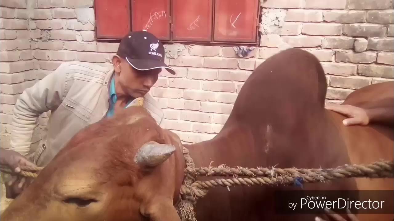 Video thumbnail for গরুর কলিজা কৃমির ইনজেকশন ও ঔষধ প্রয়োগ পদ্ধতি