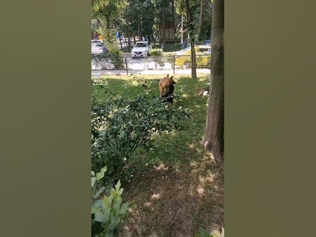 'Video thumbnail for German Shepherd VS Malinois Shepherd'