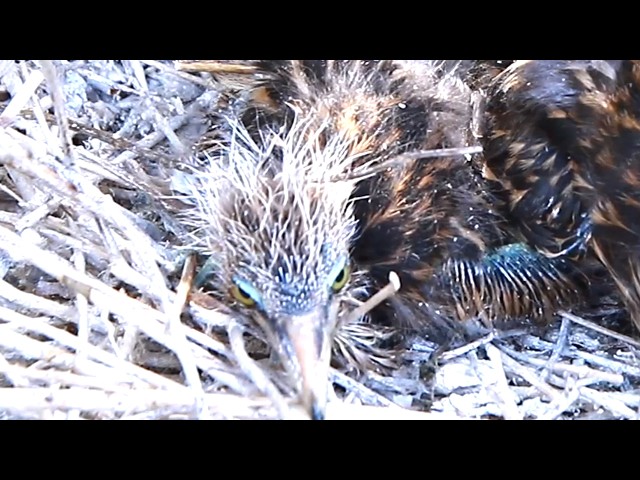 'Video thumbnail for Wild baby birds of gray waiting feeds on nest -baby wild birds eat'
