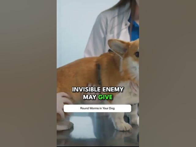 'Video thumbnail for Silent Threat or Furry Fuss? Recognizing the Signs'