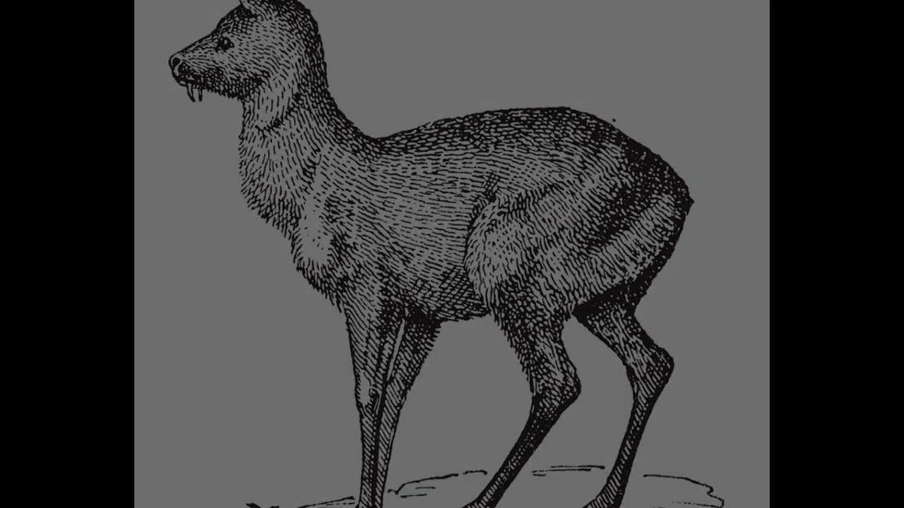 Video thumbnail for History about the Boxer Dog