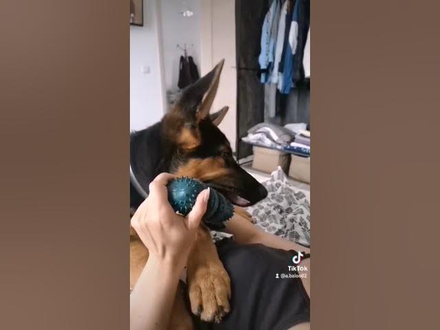 'Video thumbnail for #dog #happydog #germanshepherd #happy #gsdpuppy #gsd #puppy'