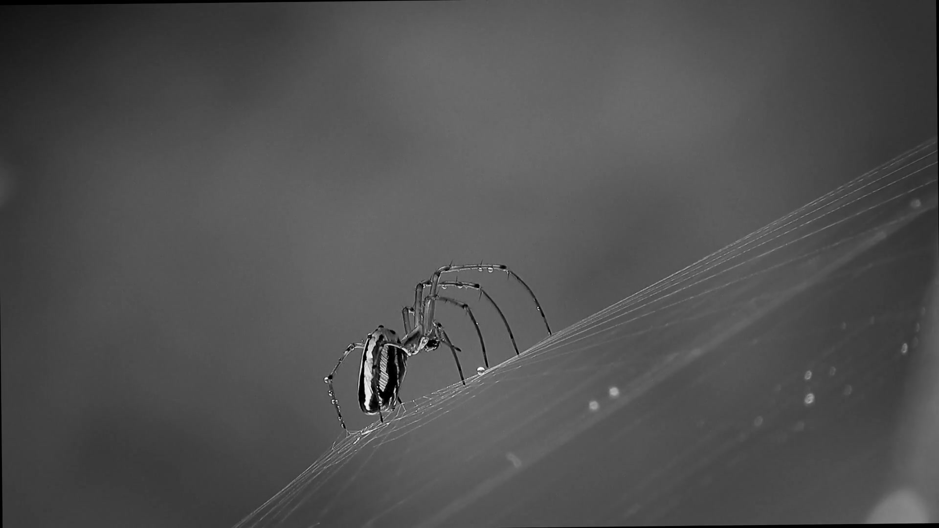 Video thumbnail for 12 Dangerous Bugs in Texas You Should Know to Stay Safe