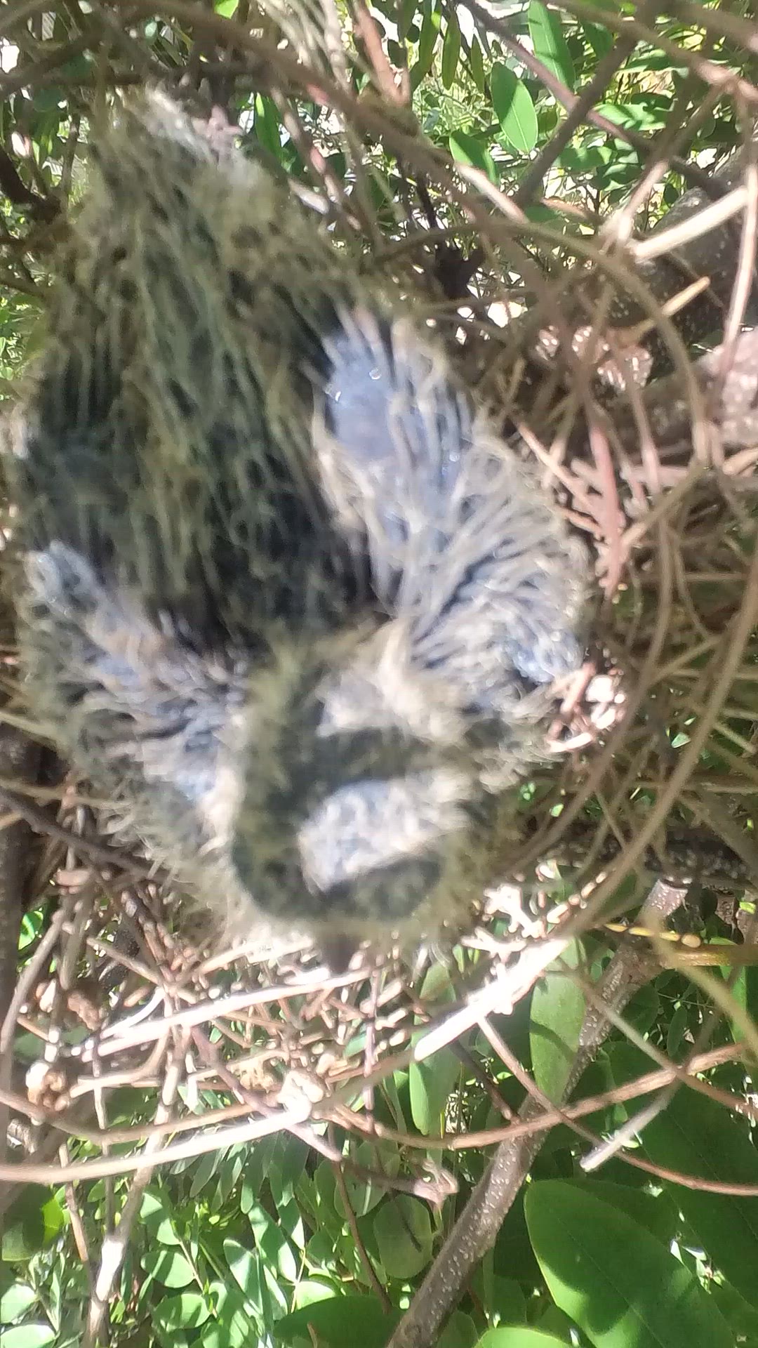 Video thumbnail for wild dove baby bird #babybird #dove #dovebird #nestbird #shortbird #nestdove #birdeat #birdfeed