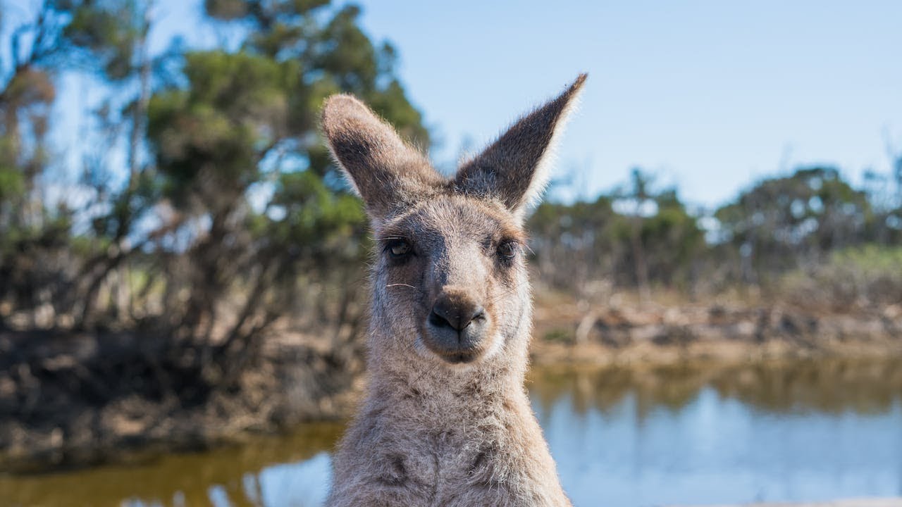 How Do Kangaroos Give Birth? - The Fascinating Process