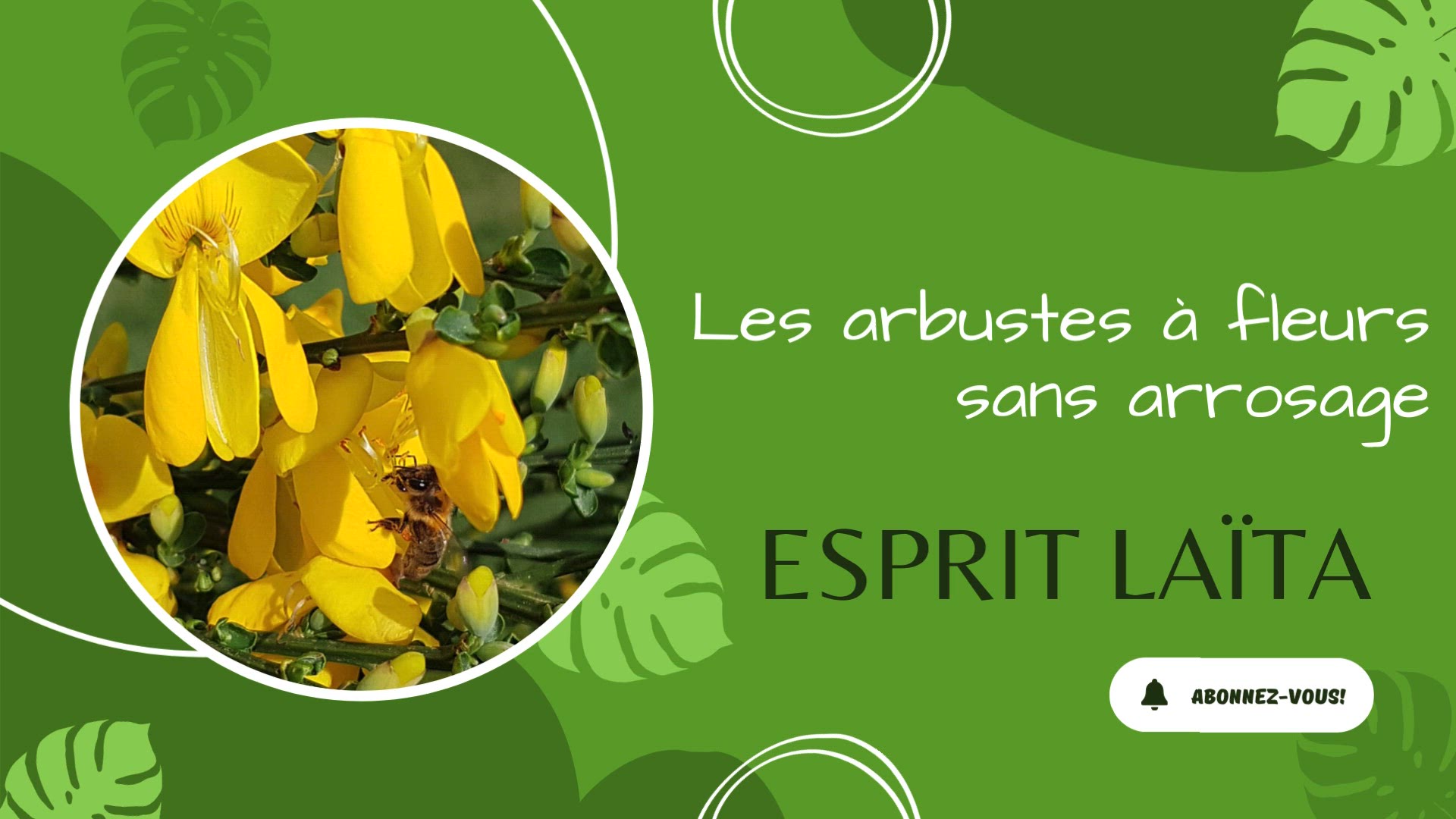 Video thumbnail for Les arbustes à fleurs sans arrosage