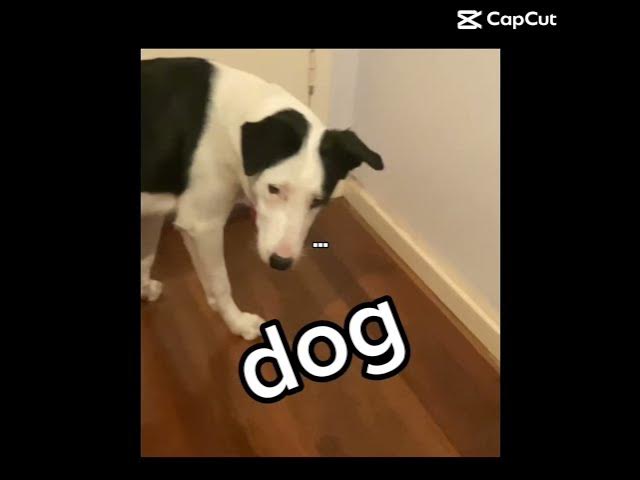 Video thumbnail for dont be scared #dogs  #dogshorts #dogs #dog