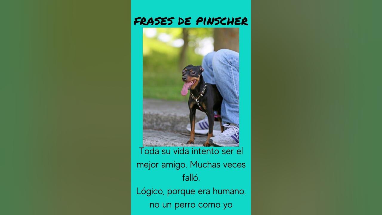Video thumbnail for Frases de pinscher