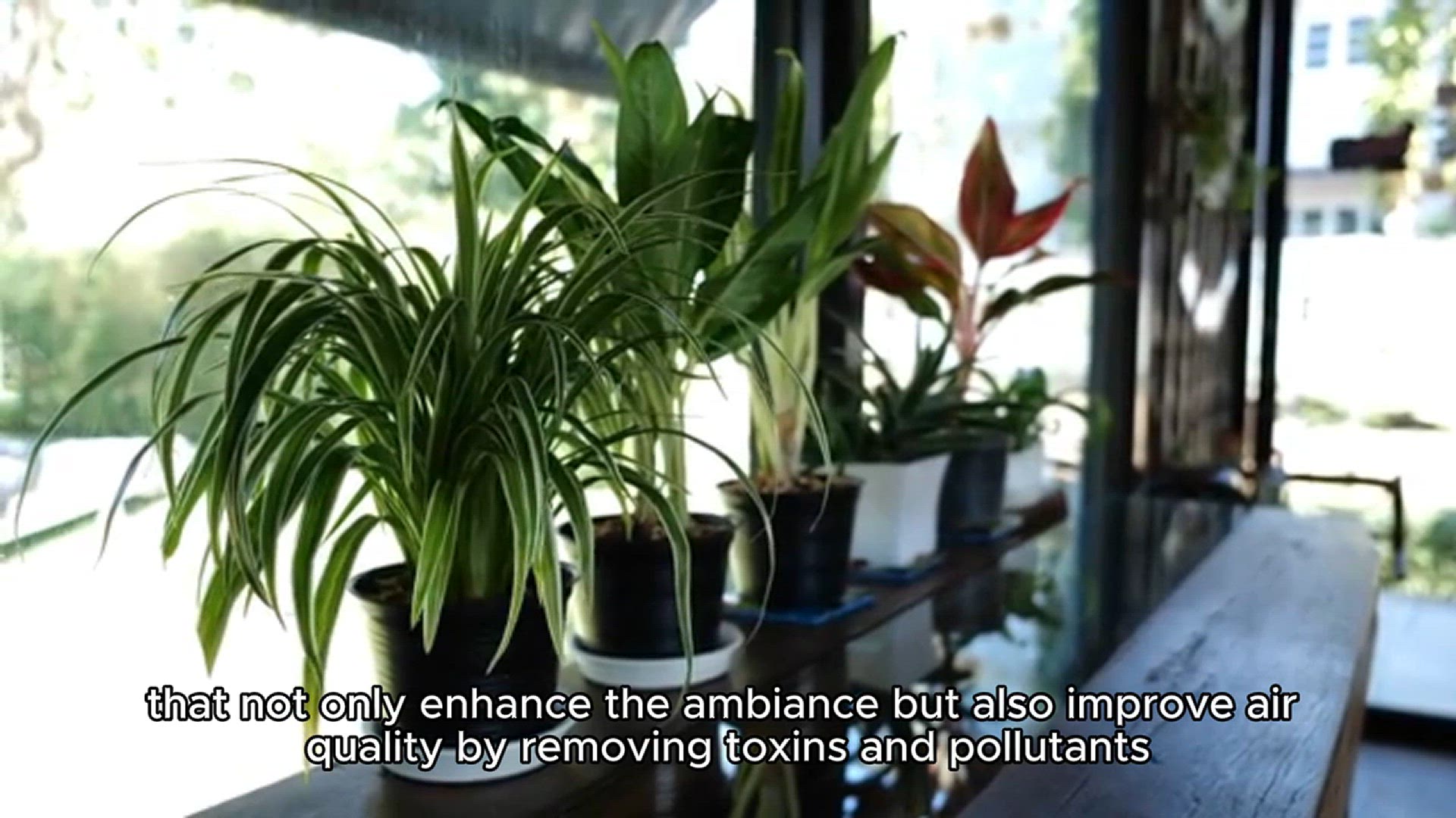 Video thumbnail for best indoor plants for clean air