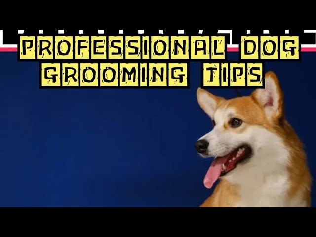 Video thumbnail for Professional Dog Grooming