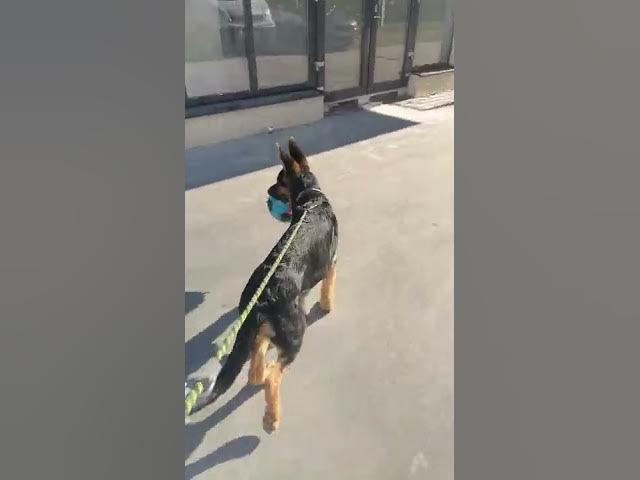 'Video thumbnail for #dog #happydog #germanshepherd #happy #gsdpuppy #gsd #puppy'