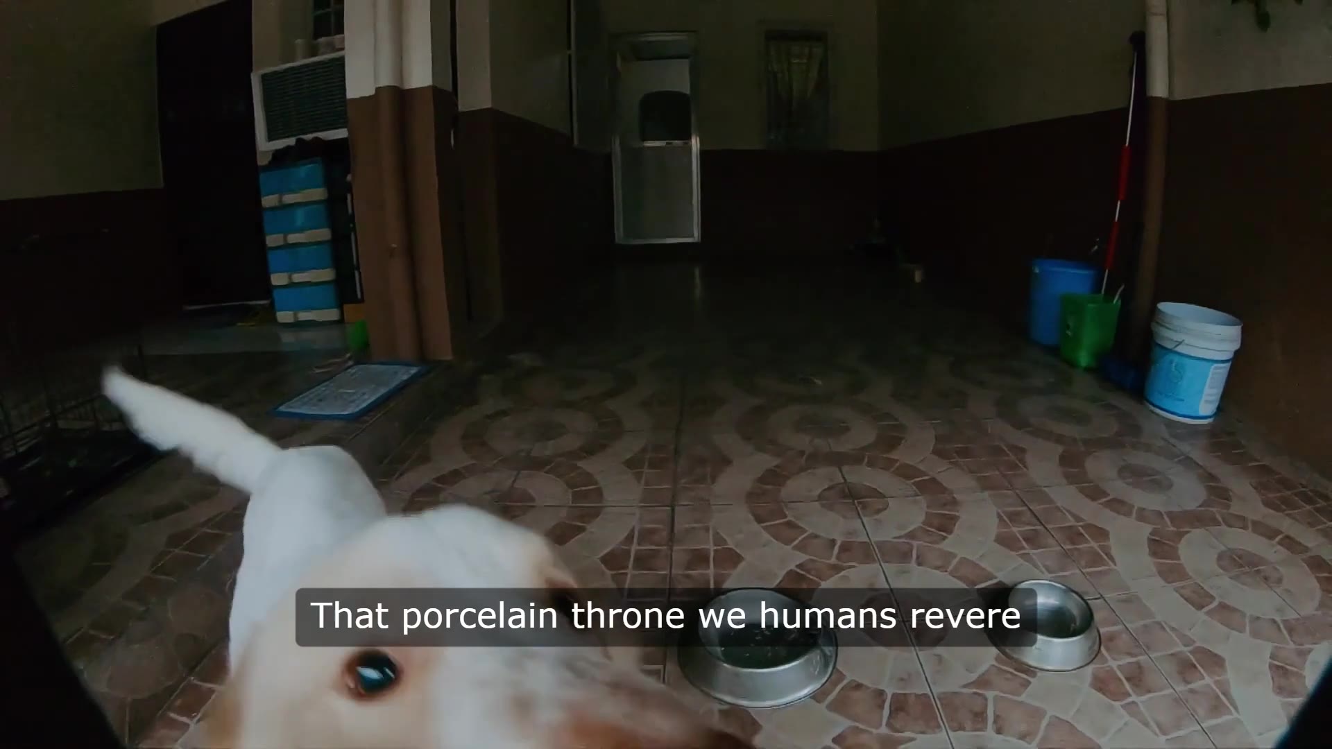 Video thumbnail for From Pool to Porcelain: The Mysterious Case of a Dog's Toilet Fixation