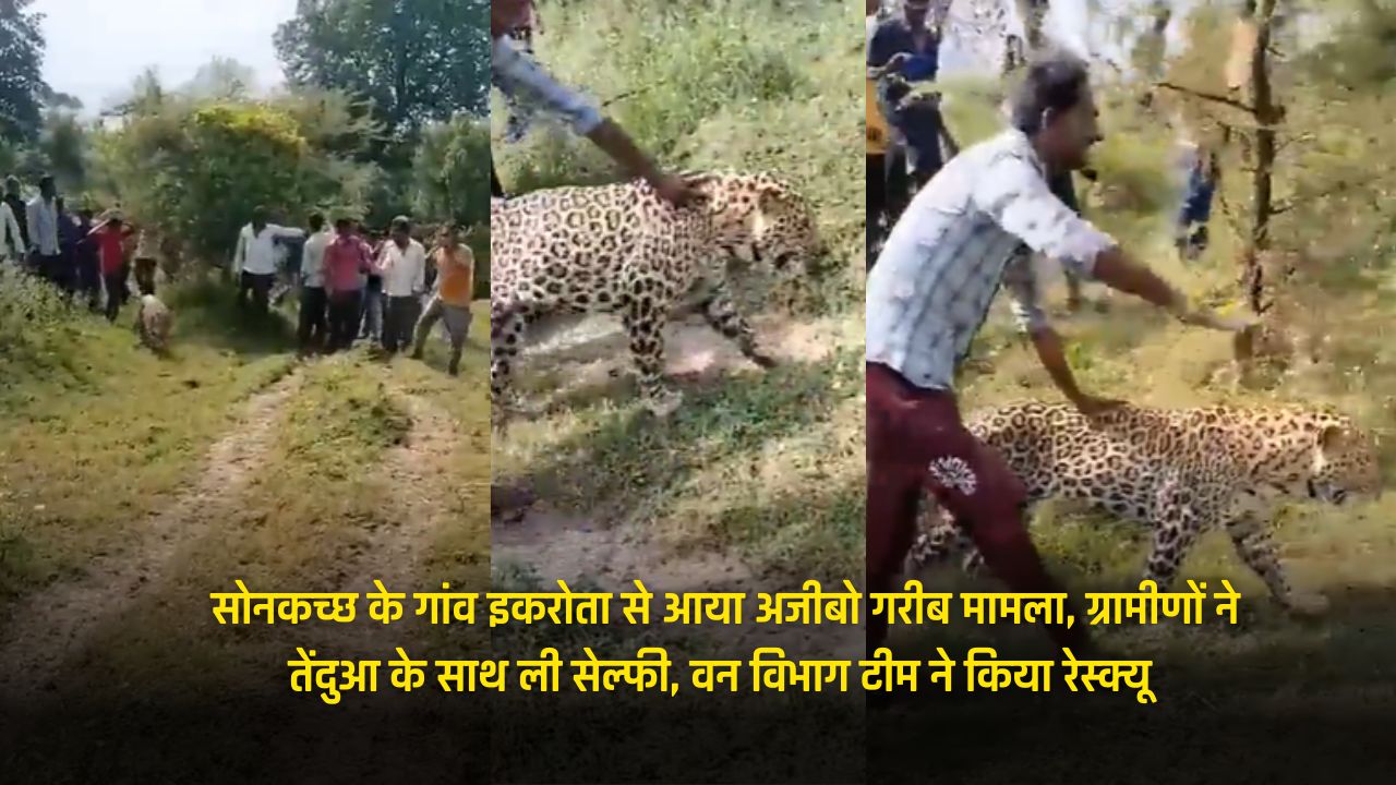 'Video thumbnail for इकरोता के ग्रामीणों ने तेंदुआ के साथ ली सेल्फी, वन विभाग टीम ने किया रेस्क्यू'