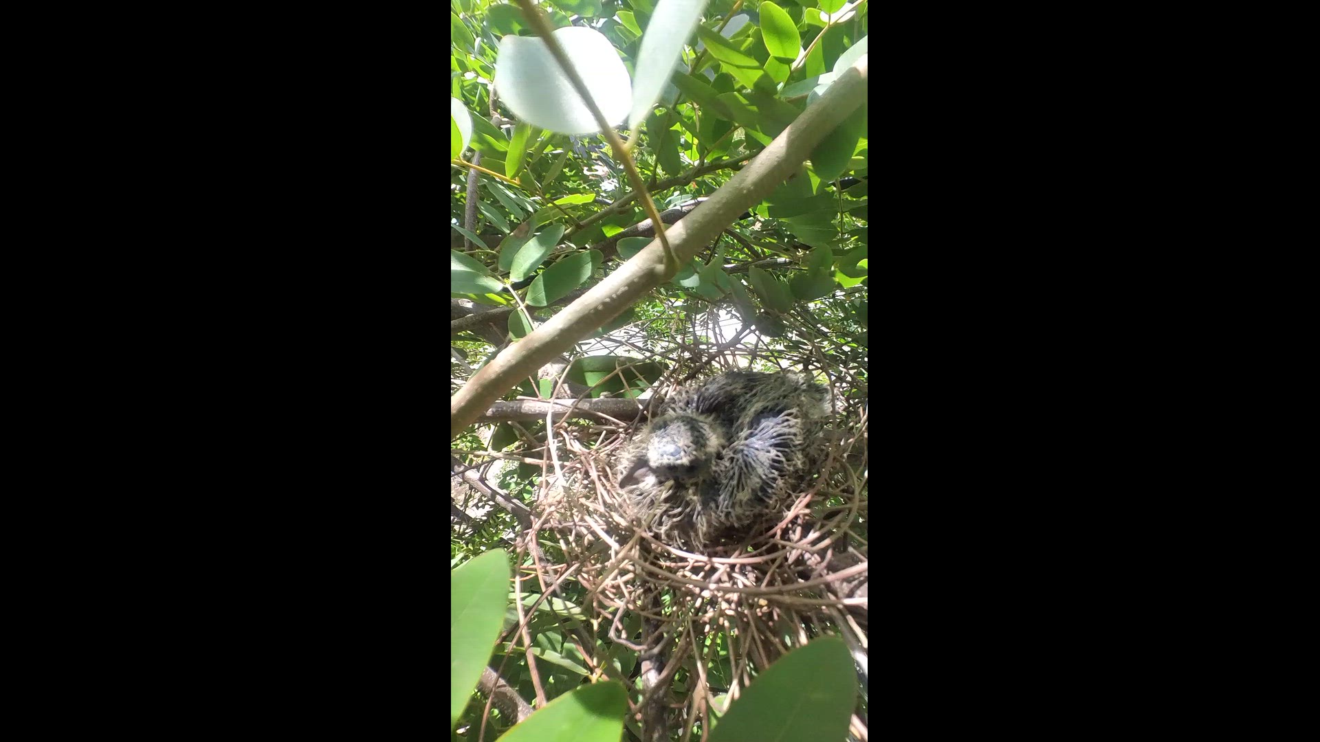 Video thumbnail for all dove bird #babybird #dove #dovebird #nestbird #shortbird #nestdove #birdeat #birdfeed