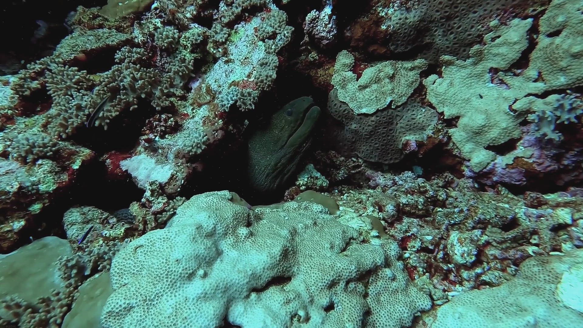 Video thumbnail for Marine Fish Selection: Top Picks for Your Saltwater Aquarium