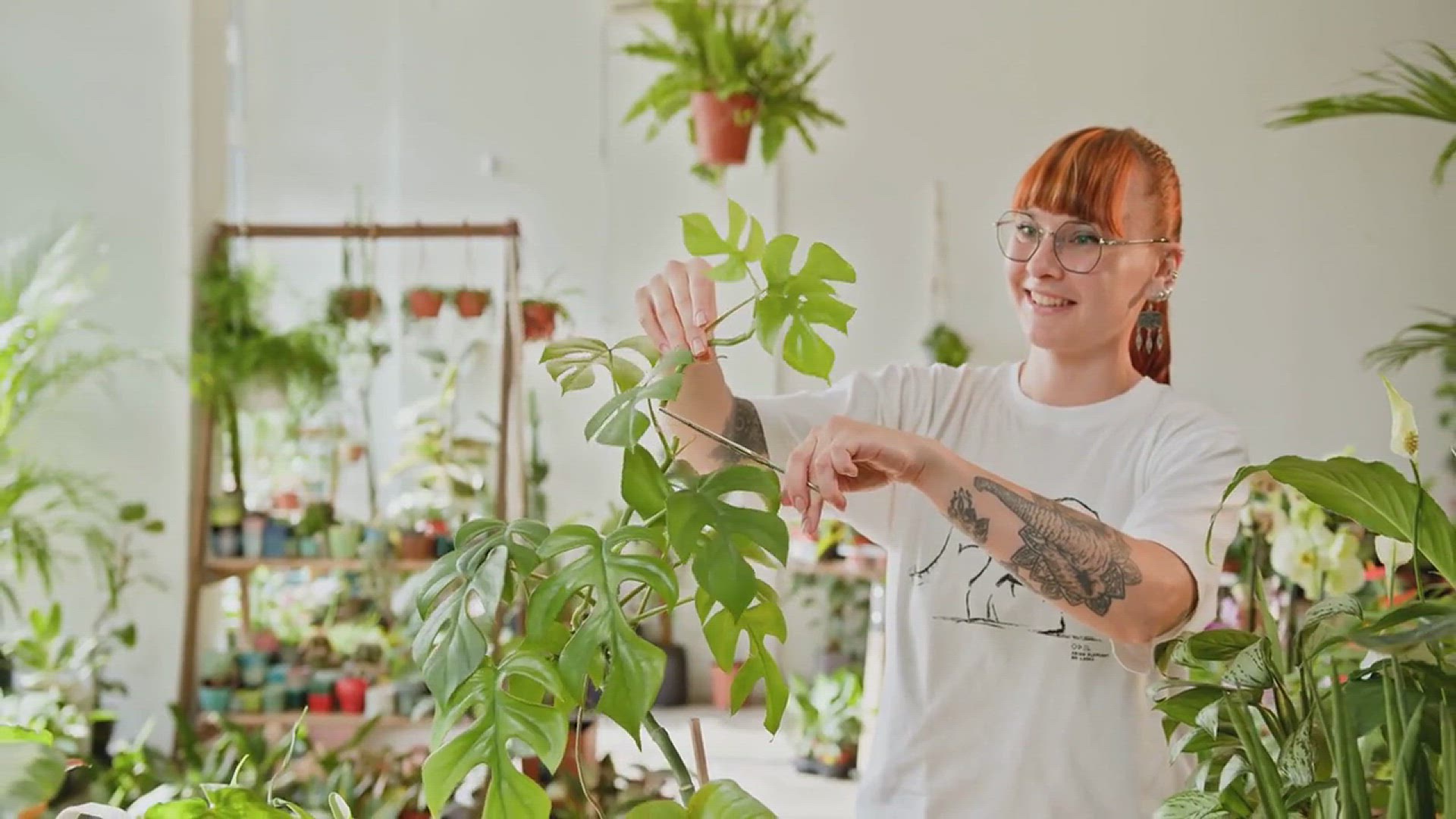 video of: Best Hanging Indoor Plants