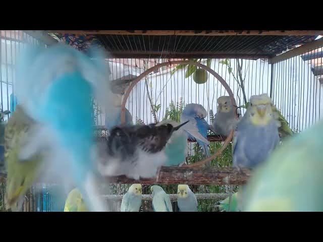 Video thumbnail for Hobby Video Healthy, Beautiful Budgies with Cute Colors #healthy #budgielife