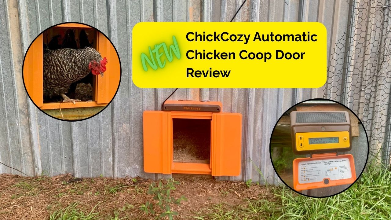 Playlist thumbnail for All Things Chickens