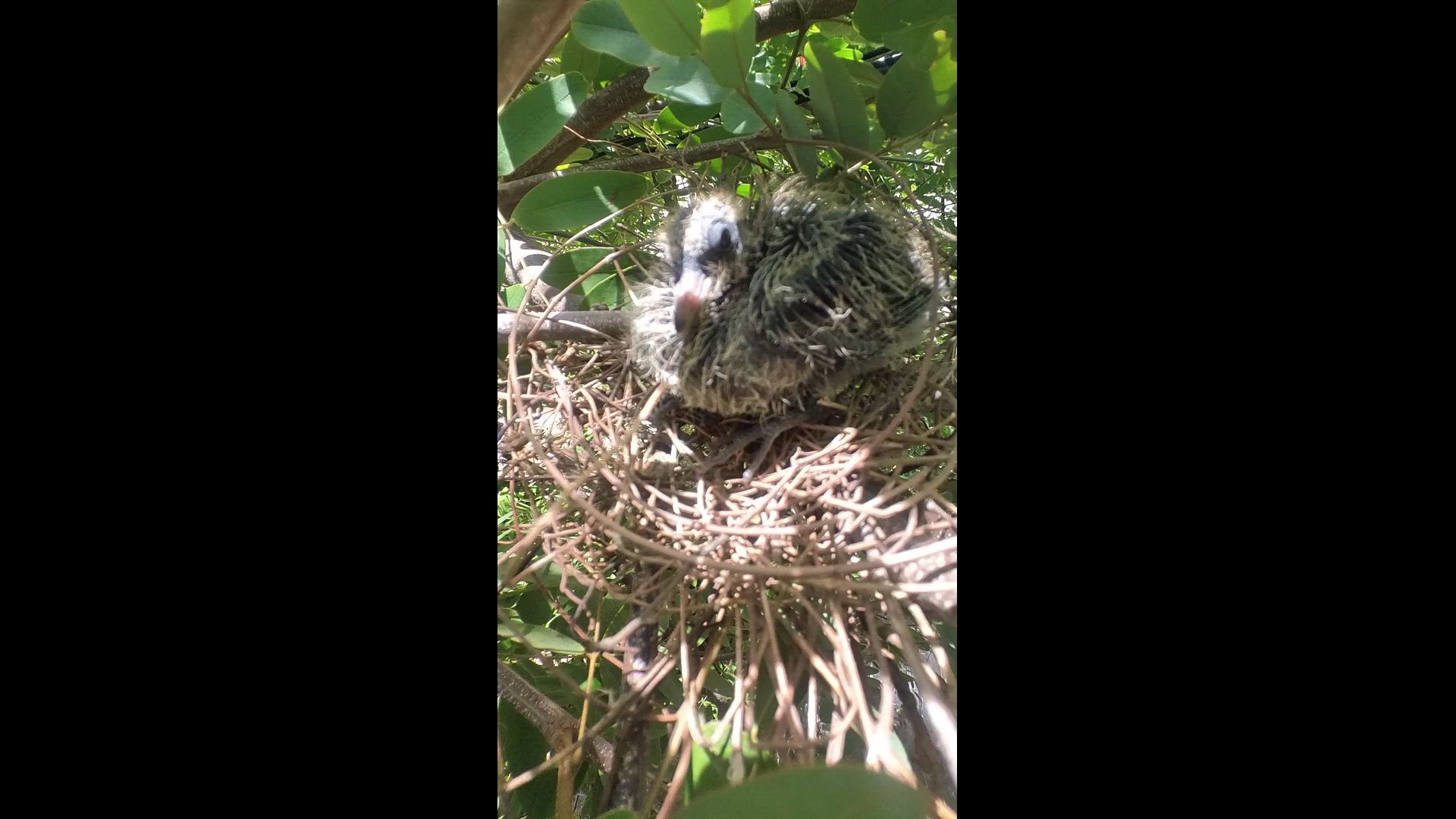 Video thumbnail for Wild dove on nest #babybird #dove #dovebird #nestbird #shortbird #nestdove #birdeat #birdfeed