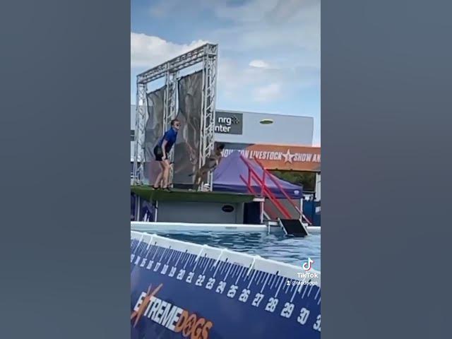 'Video thumbnail for Super Doggo Jump 🐶 #superdog #cutestdogs #happydogs #dogsofyoutube #jumpingdog #doggozila'