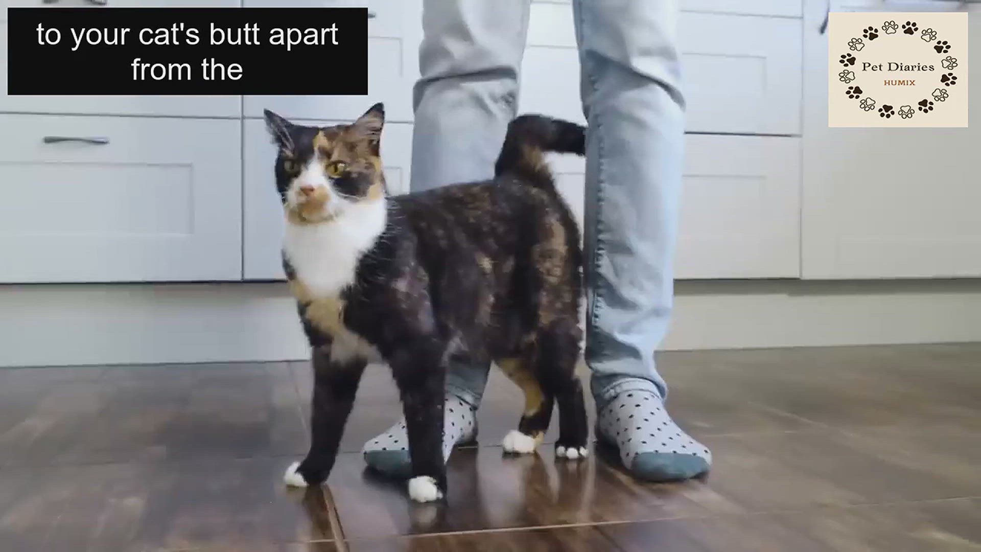 Video thumbnail for Cat Butt Secrets Revealed!