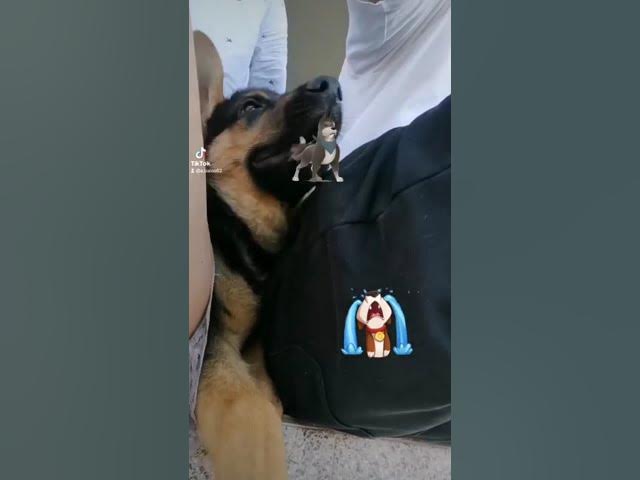 'Video thumbnail for #dog #happydog #germanshepherd #happy #gsdpuppy #gsd #puppy'