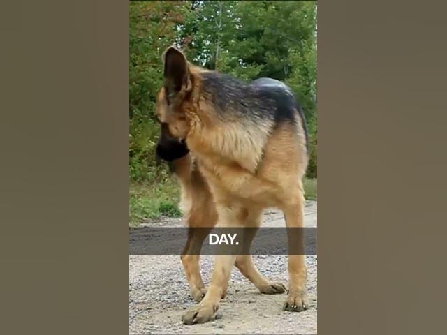 'Video thumbnail for Plus, a well-brushed German Shepherd sports a glossy, fluffy coat that's sure to turn heads.'